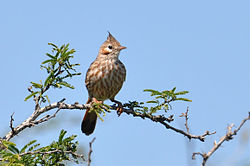 Coryphistera alaudina