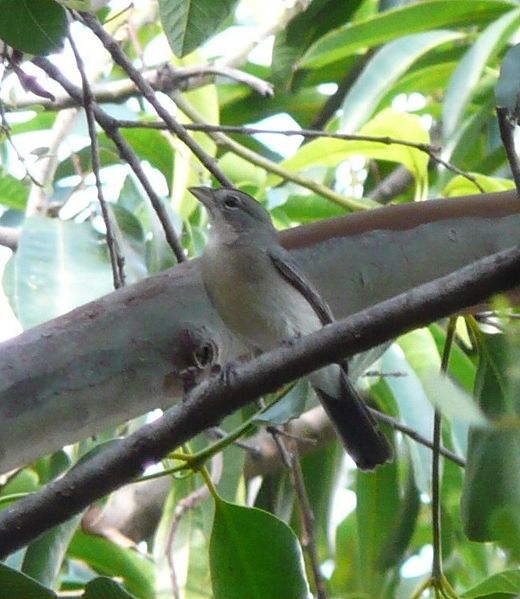 Coryphospingus pileatus