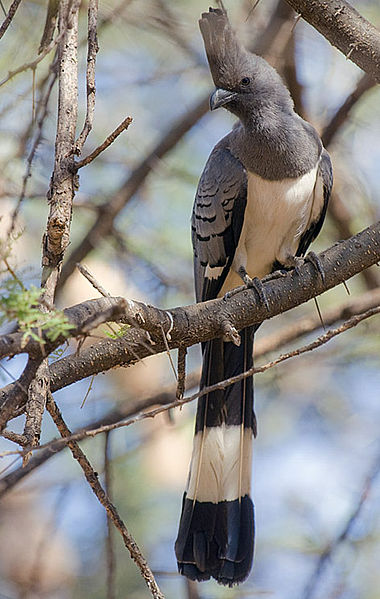 Corythaixoides leucogaster