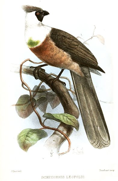 Corythaixoides personatus