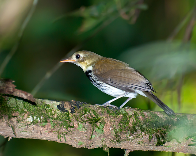 Corythopis delalandi