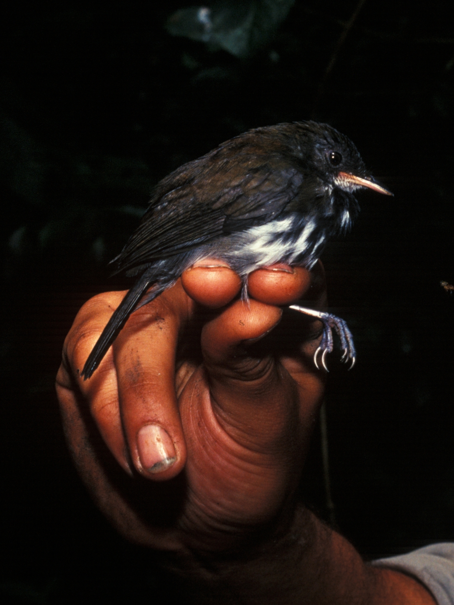 Corythopis torquatus