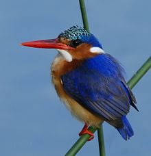 Corythornis cristatus