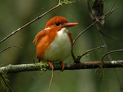 Corythornis madagascariensis