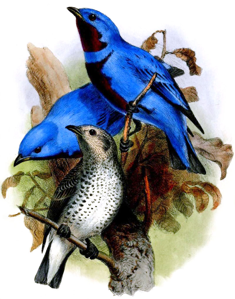 Cotinga amabilis