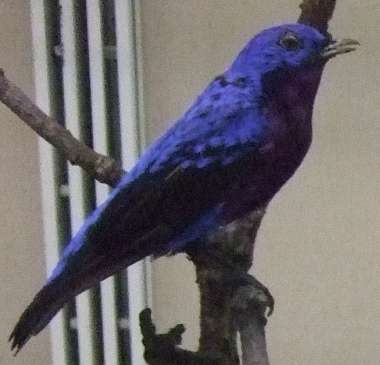 Cotinga cotinga