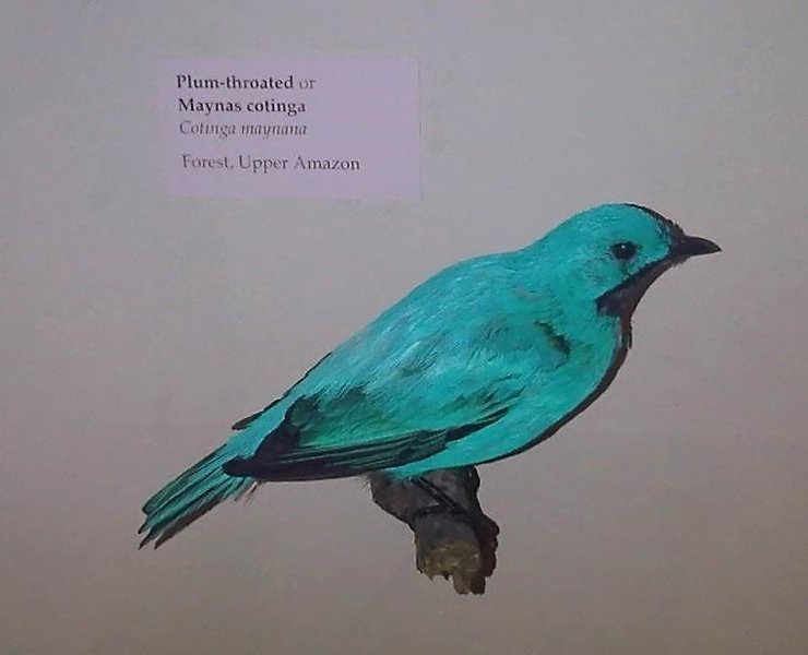 Cotinga maynana