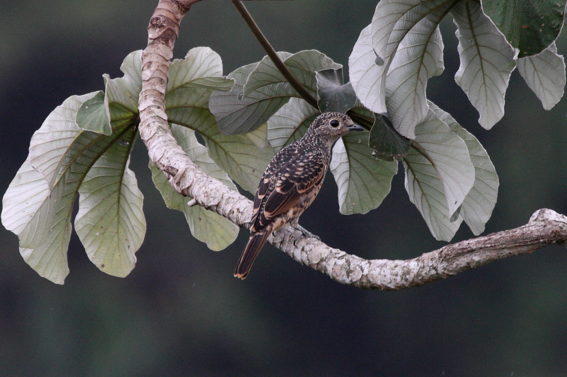 Cotinga nattererii