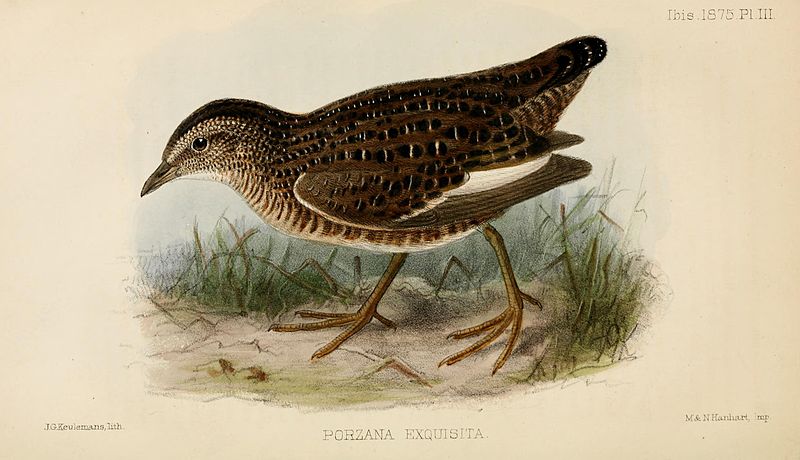 Coturnicops exquisitus