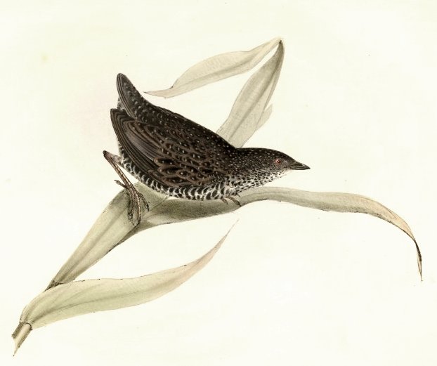 Coturnicops notatus