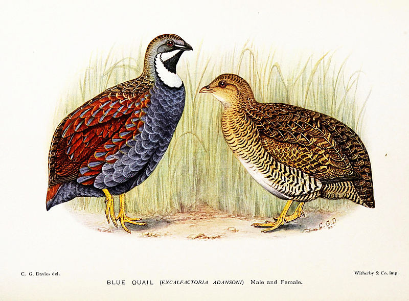 Coturnix adansonii