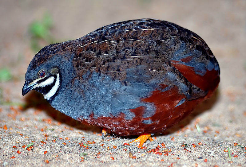 Coturnix chinensis