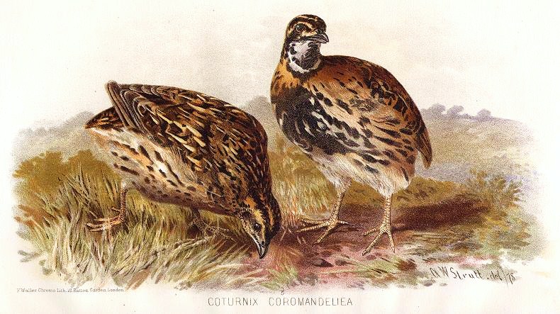Coturnix coromandelica