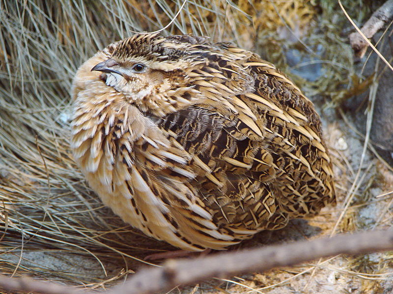 Coturnix coturnix