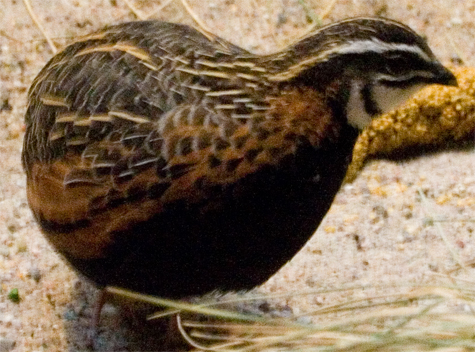 Coturnix delegorguei