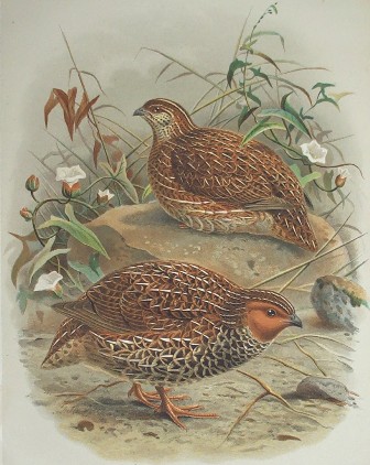 Coturnix novaezelandiae