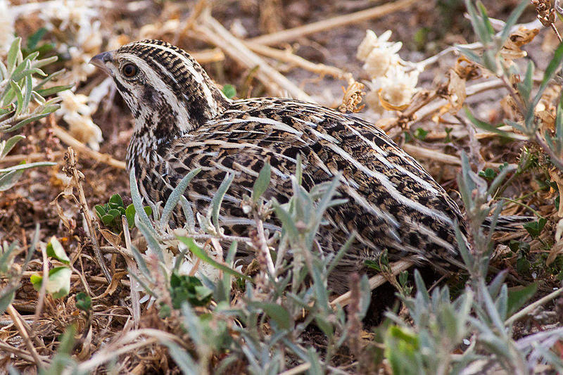 Coturnix pectoralis