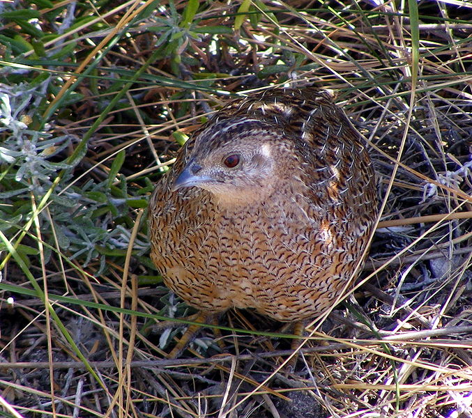 Coturnix ypsilophora