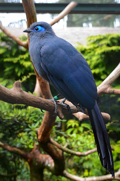 Coua caerulea