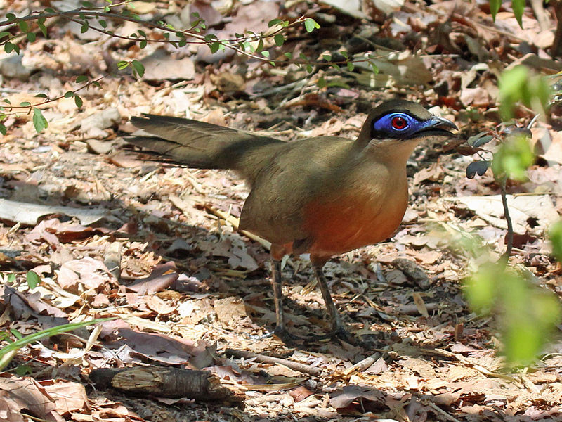 Coua coquereli
