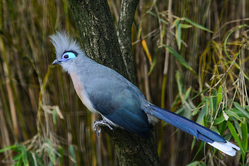Coua cristata