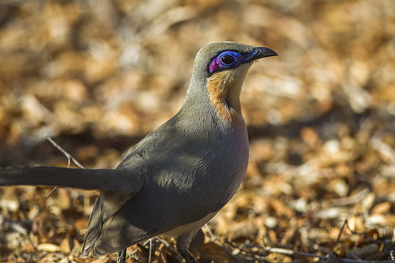 Coua cursor