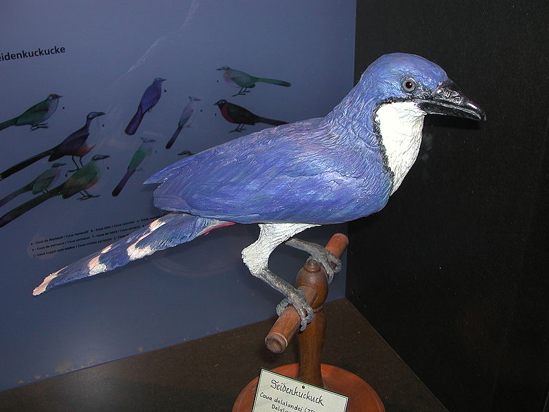 Coua delalandei