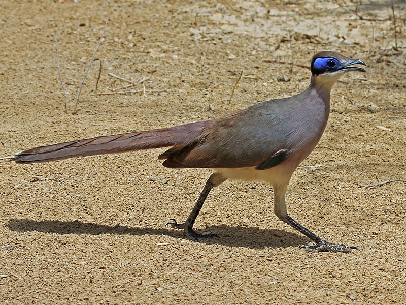 Coua ruficeps