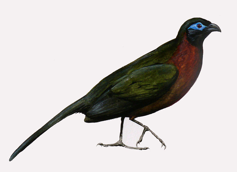 Coua serriana