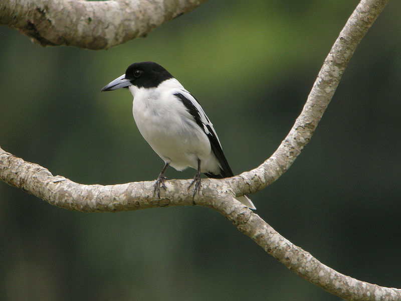 Cracticus mentalis