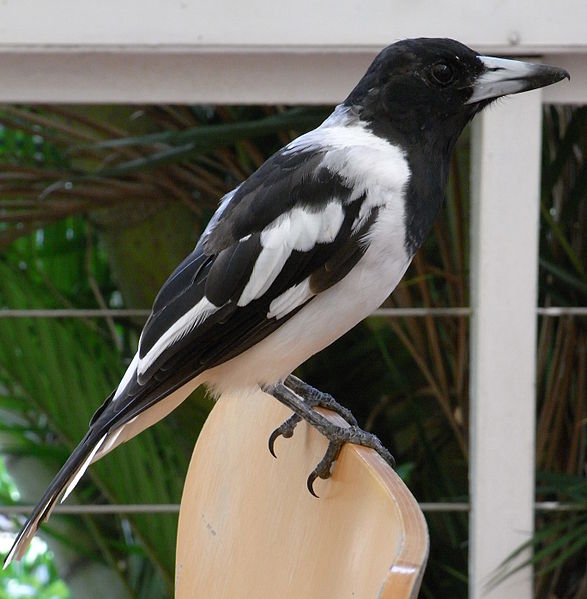 Cracticus nigrogularis