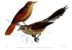 Cranioleuca curtata
