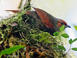 Cranioleuca erythrops