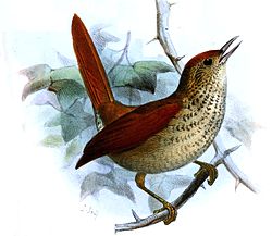 Cranioleuca gutturata