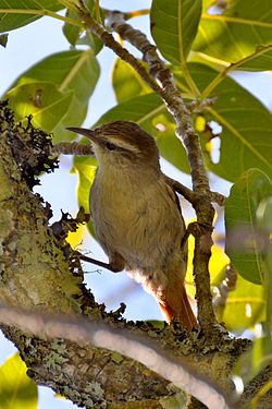 Cranioleuca pyrrhophia