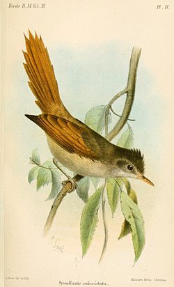 Cranioleuca subcristata
