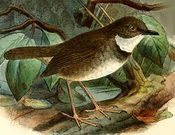 Crateroscelis robusta
