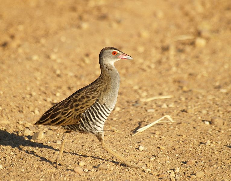 Crecopsis egregia