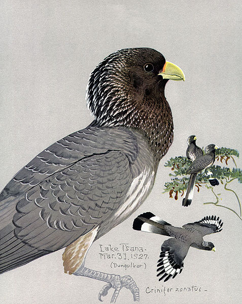 Crinifer zonurus