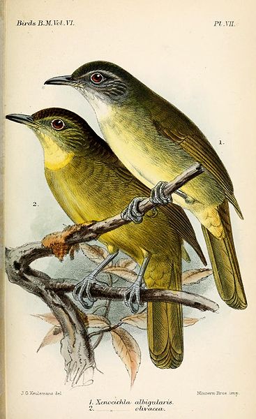 Criniger olivaceus
