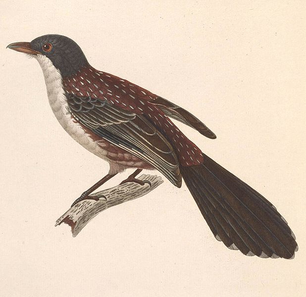 Crocias albonotatus