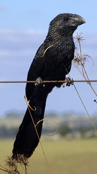 Crotophaga ani