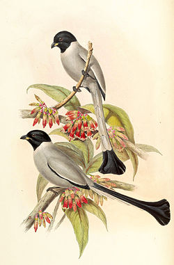 Crypsirina cucullata
