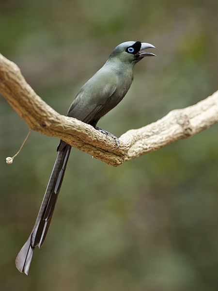 Crypsirina temia