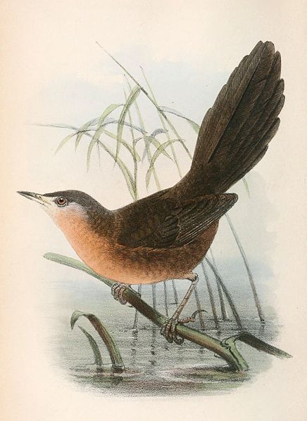Cryptillas victorini