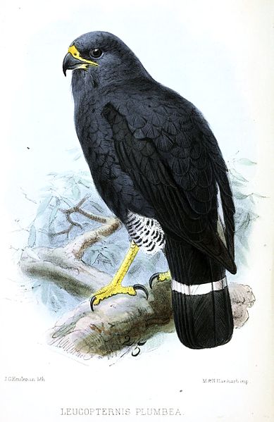 Cryptoleucopteryx plumbea