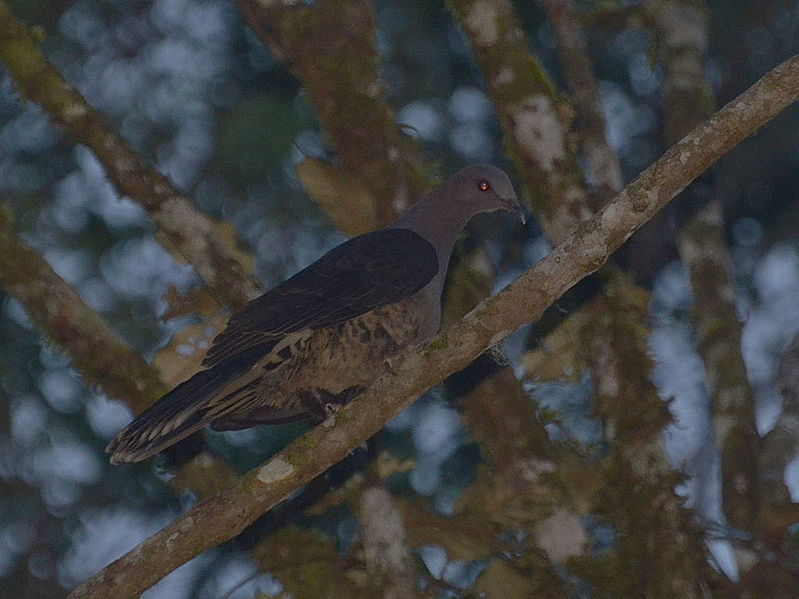 Cryptophaps poecilorrhoa
