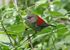 Cryptospiza salvadorii