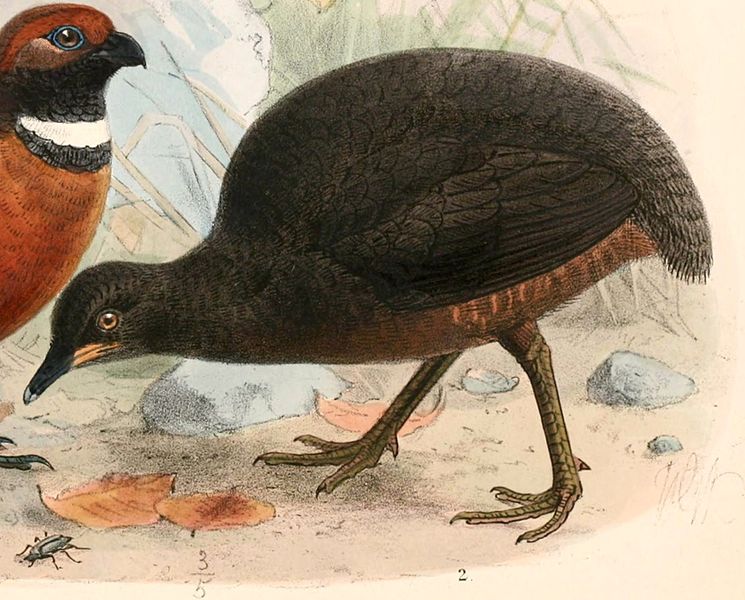 Crypturellus berlepschi