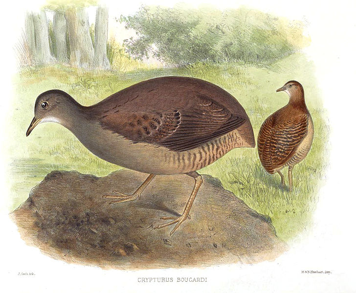 Crypturellus boucardi